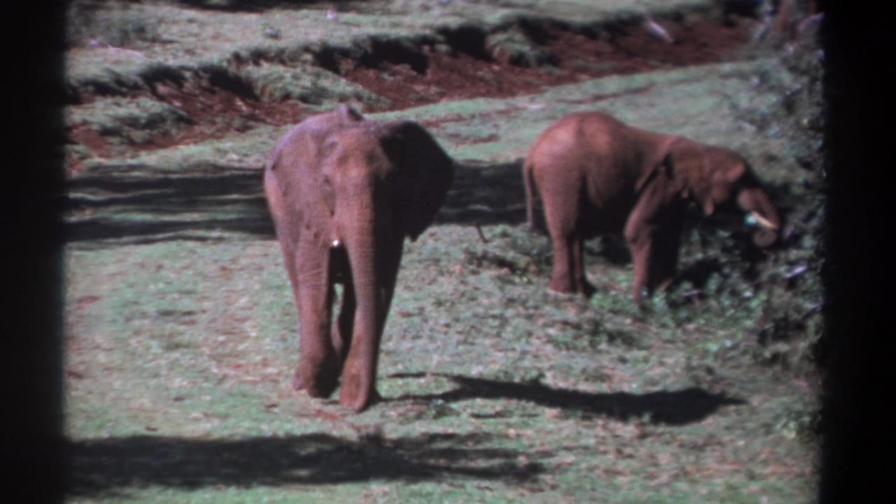 Two elephants in a grassy field, one rear-facing and one feeding at right.