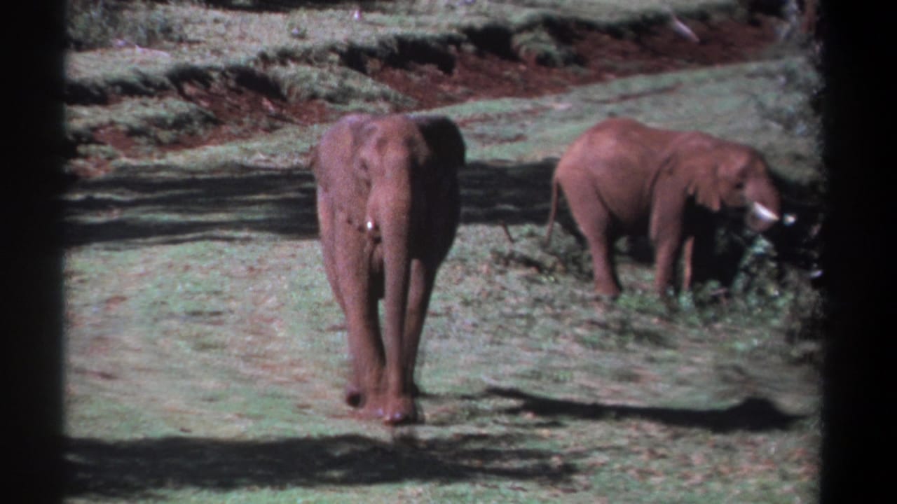 An elephant faces the camera while another feeds on brush to the right.