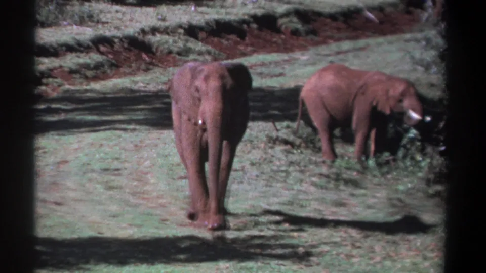 1969 Kenya 8mm frame with one elephant facing forward in open grass and a second elephant browsing near foliage.