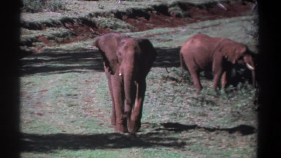 1969 Kenya 8mm frame showing an elephant approaching through grass while another elephant browses at the right edge.