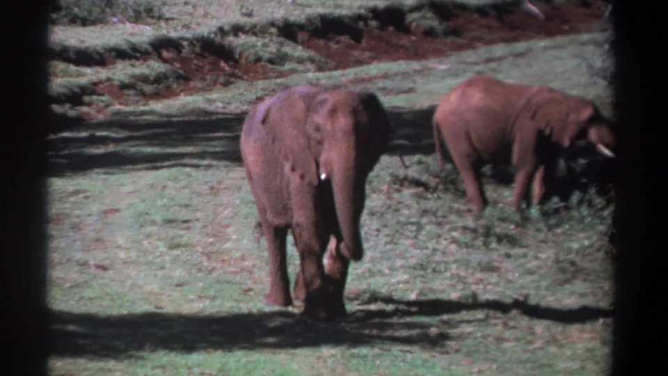 1969 Kenya 8mm frame with one elephant walking closer to the camera and another grazing in a sunlit grassy area.