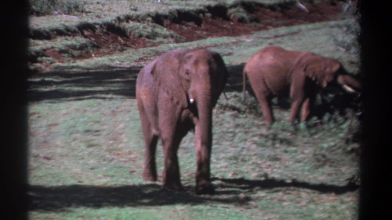 Two elephants in a grassy area, one facing the camera while another feeds near shrubs.