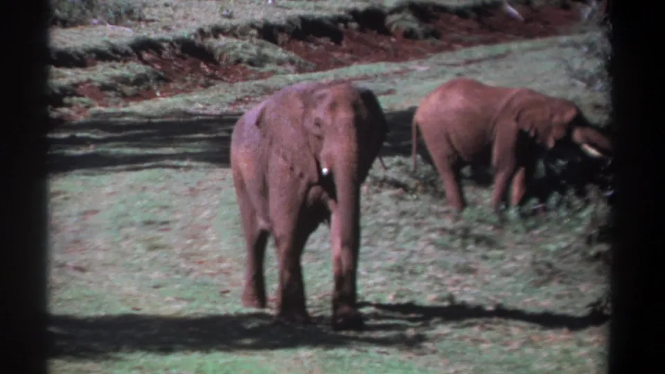 1969 Kenya 8mm frame showing one elephant facing the camera and another grazing near foliage in the background.