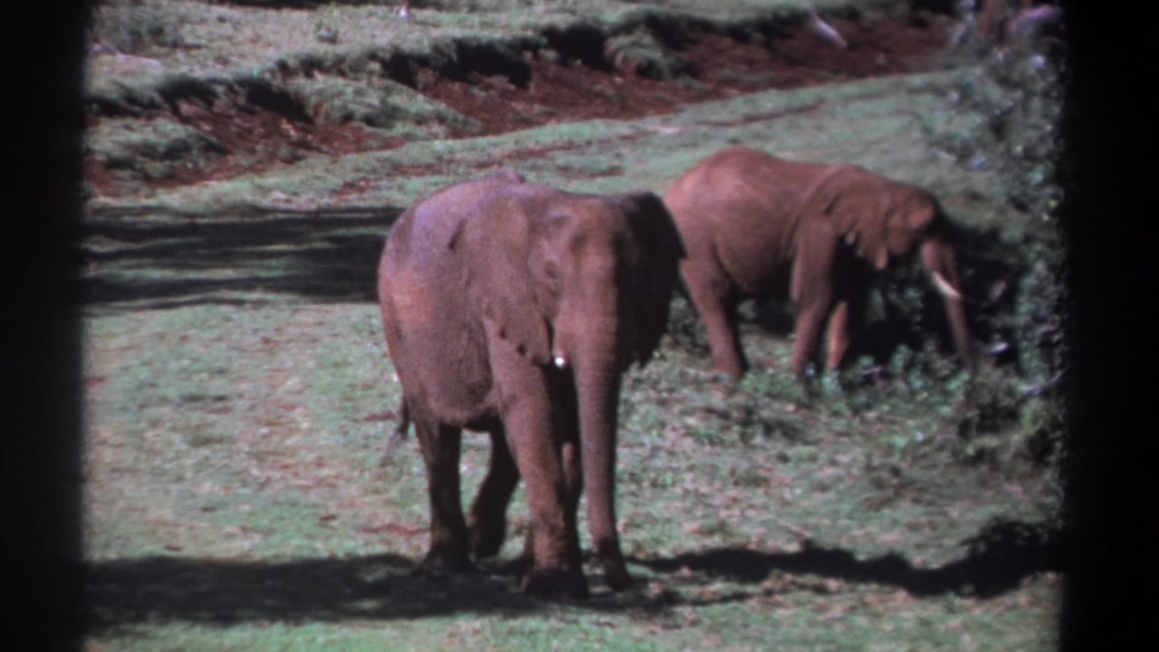 Foreground elephant steps across grass as a second elephant grazes behind it.