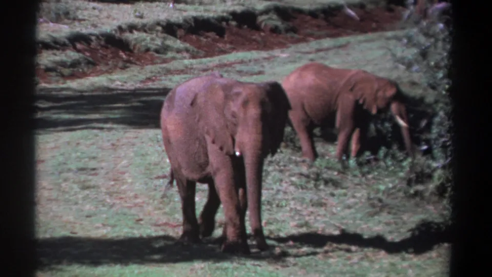 1969 Kenya 8mm frame with a foreground elephant walking slowly and a second elephant feeding in the rear right.