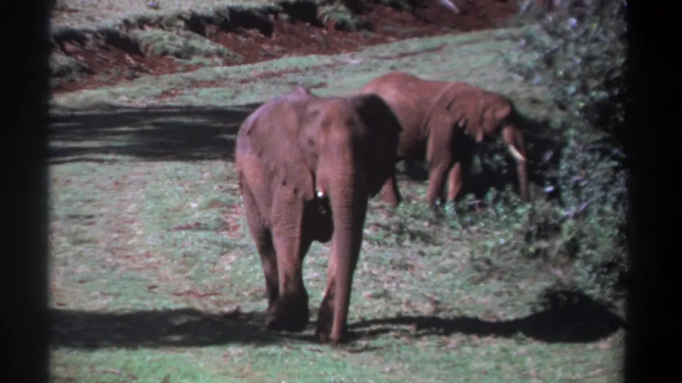 1969 Kenya 8mm frame showing an elephant approaching the camera while another remains near shrubs in the background.