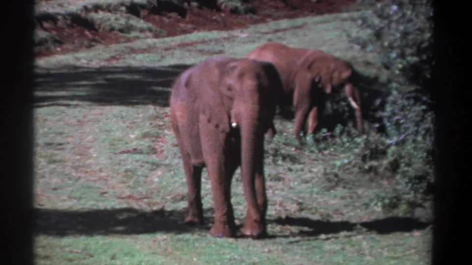 1969 Kenya 8mm frame with a foreground elephant standing in grass and a second elephant grazing behind nearby shrubs.