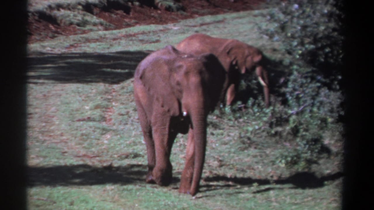 1969 Kenya 8mm frame showing two elephants on grassland, one facing the camera while the other forages near shrubs.