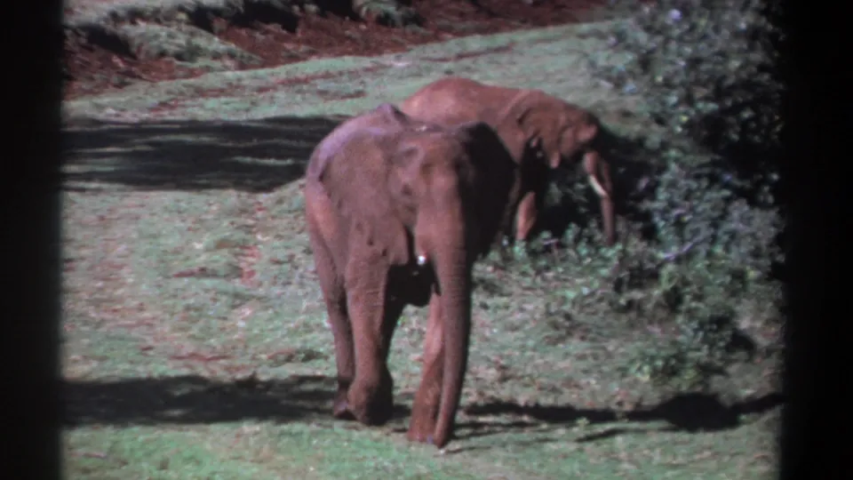 1969 Kenya 8mm frame showing two elephants on grassland, one facing the camera while the other forages near shrubs.