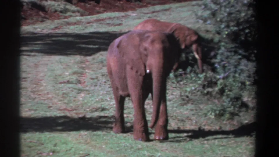 1969 Kenya 8mm frame with a foreground elephant facing forward and a second elephant near shrubs on a grassy slope.