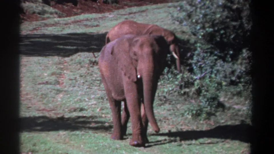1969 Kenya 8mm frame showing an elephant moving toward the camera, with another elephant partly obscured behind it.
