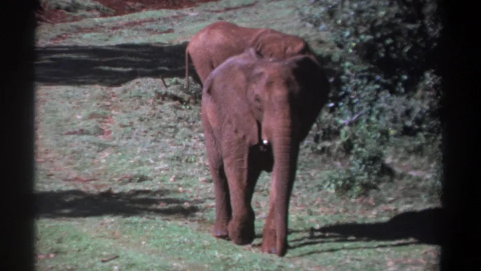 1969 Kenya 8mm frame showing a foreground elephant facing the camera and another elephant browsing near bushes behind.