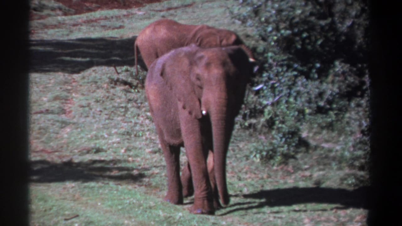 Young elephant facing the camera with a second elephant partly behind it near shrubs.