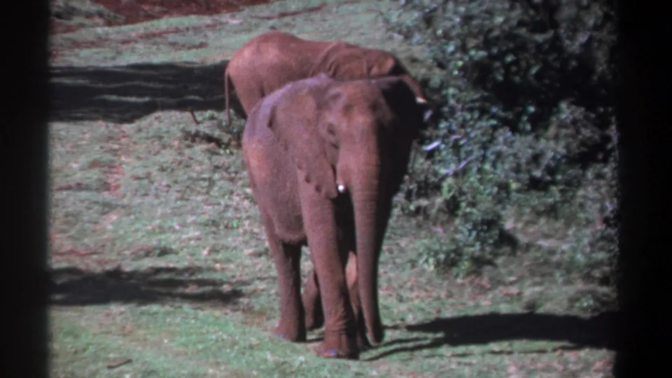 1969 Kenya 8mm frame showing a young African elephant approaching the camera while another elephant stands behind near dense greenery.