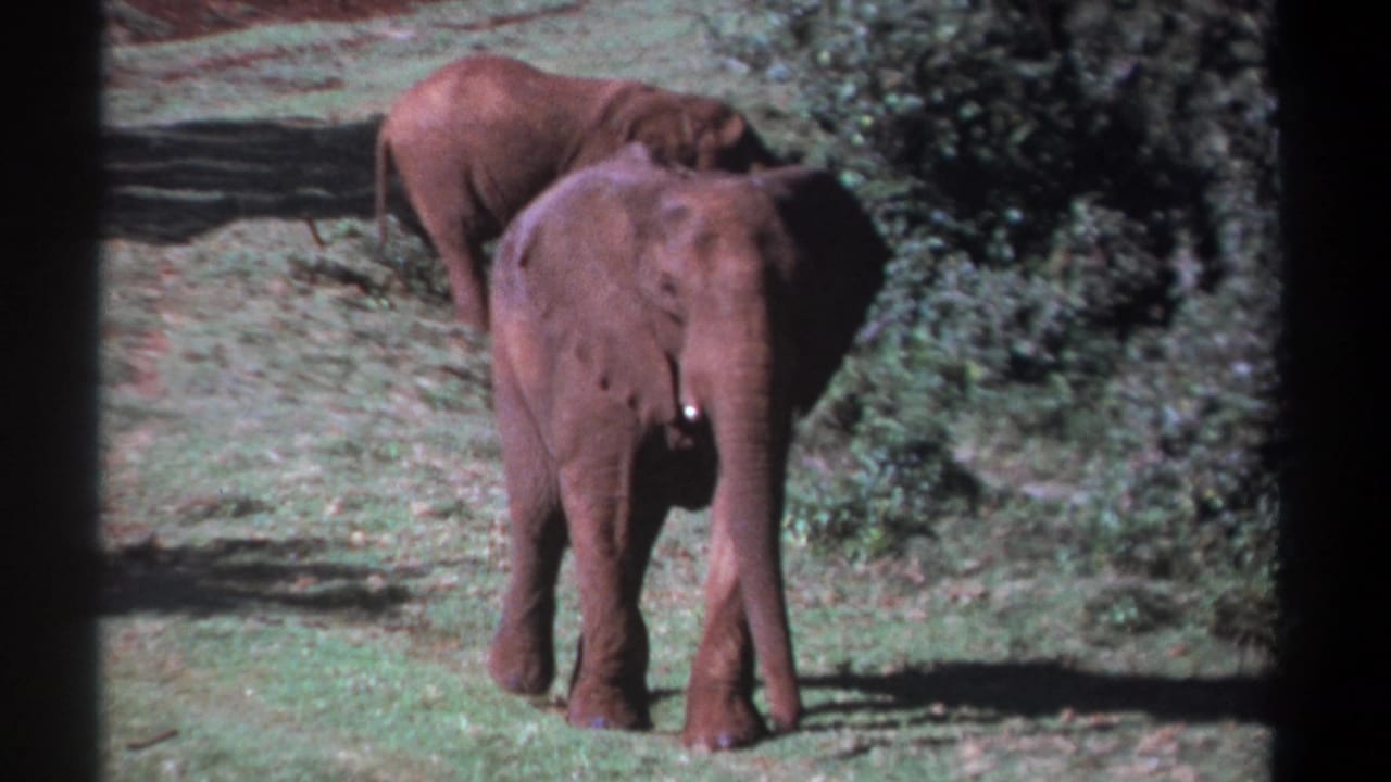 Elephant walking toward the camera with another elephant in the background by a shrub.