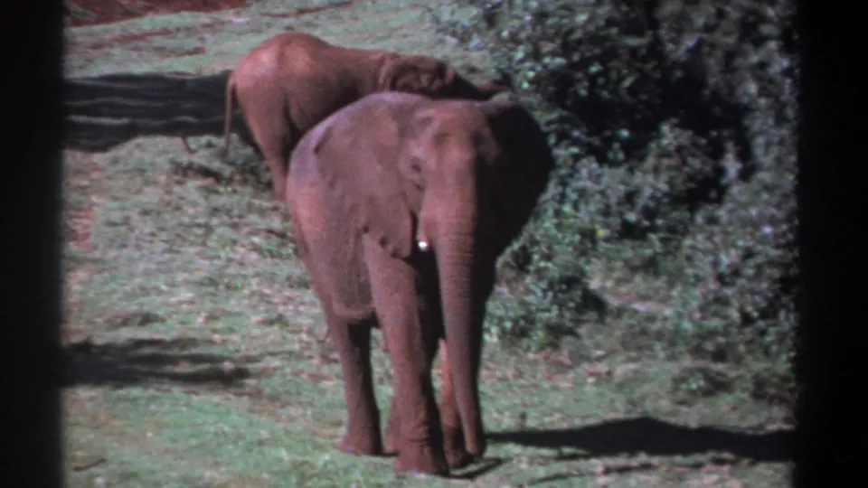 1969 Kenya 8mm frame showing the approaching elephant larger in view, with reddish-brown skin, small tusks, and another elephant behind.