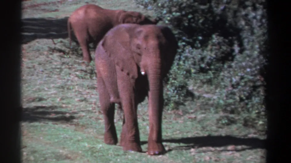 1969 Kenya home-movie frame of a young African elephant near center, walking slowly toward the camera as another elephant stands behind.