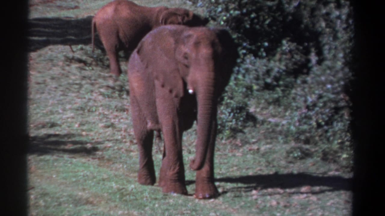 In 1969 Kenya 8mm footage, a young elephant faces the camera on grass while another elephant stands partly behind near dense bushes.