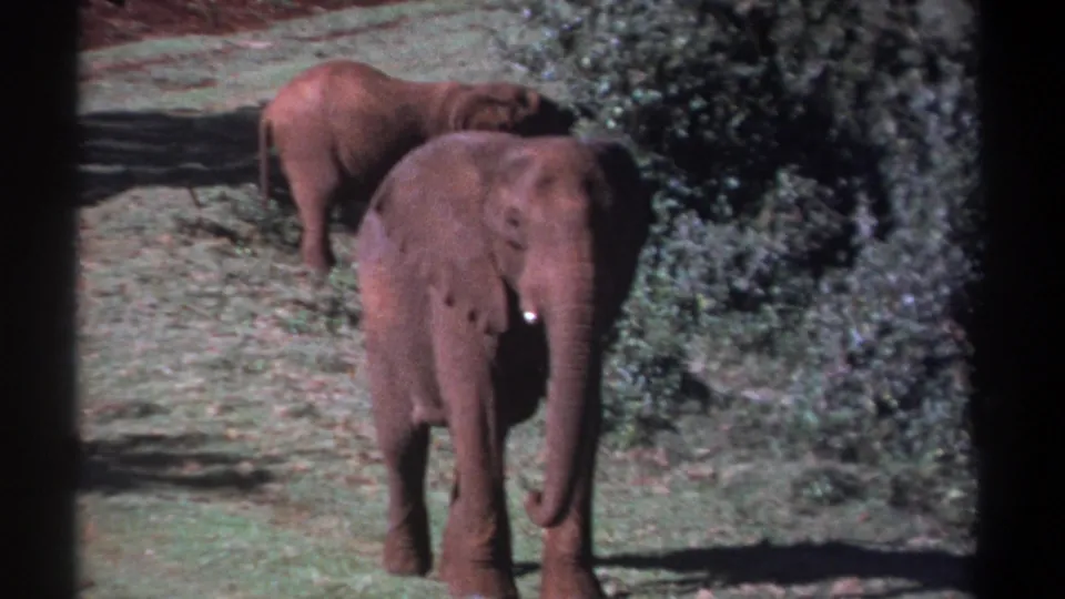 A young elephant in Kenya faces the camera on a grassy field, with another elephant partly hidden behind it near the brush.