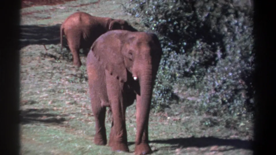In the final sampled frame, the young elephant stands near dense greenery while a second elephant remains partly visible behind it.