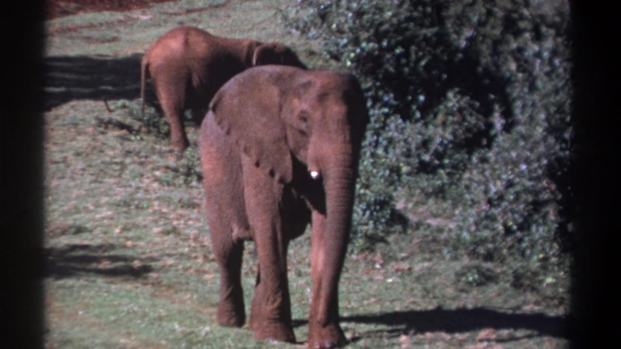 Two elephants stand in a grassy clearing beside dense foliage.