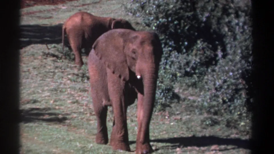 Kenya 1969 8mm frame showing two adult elephants in a sunlit grassy clearing, with one facing the camera and another behind it.