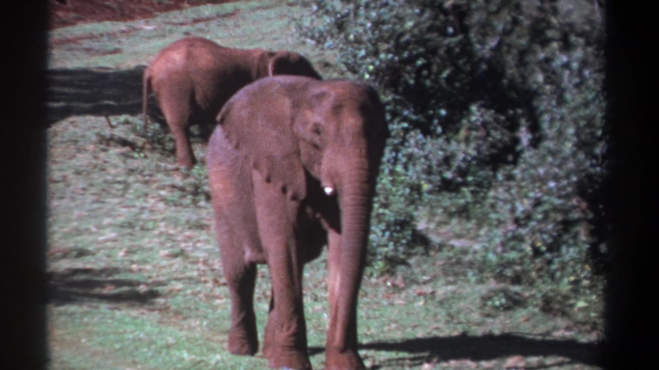 Foreground elephant faces forward while another elephant stands behind it.