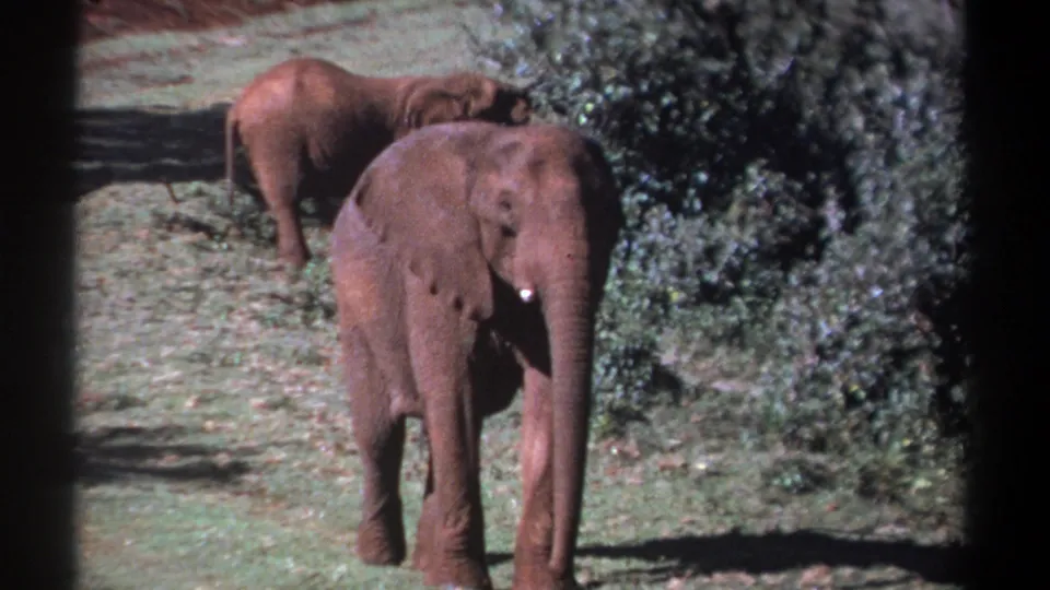 Kenya 1969 frame of two adult elephants in a grassy clearing, the lead animal framed against dark green foliage.