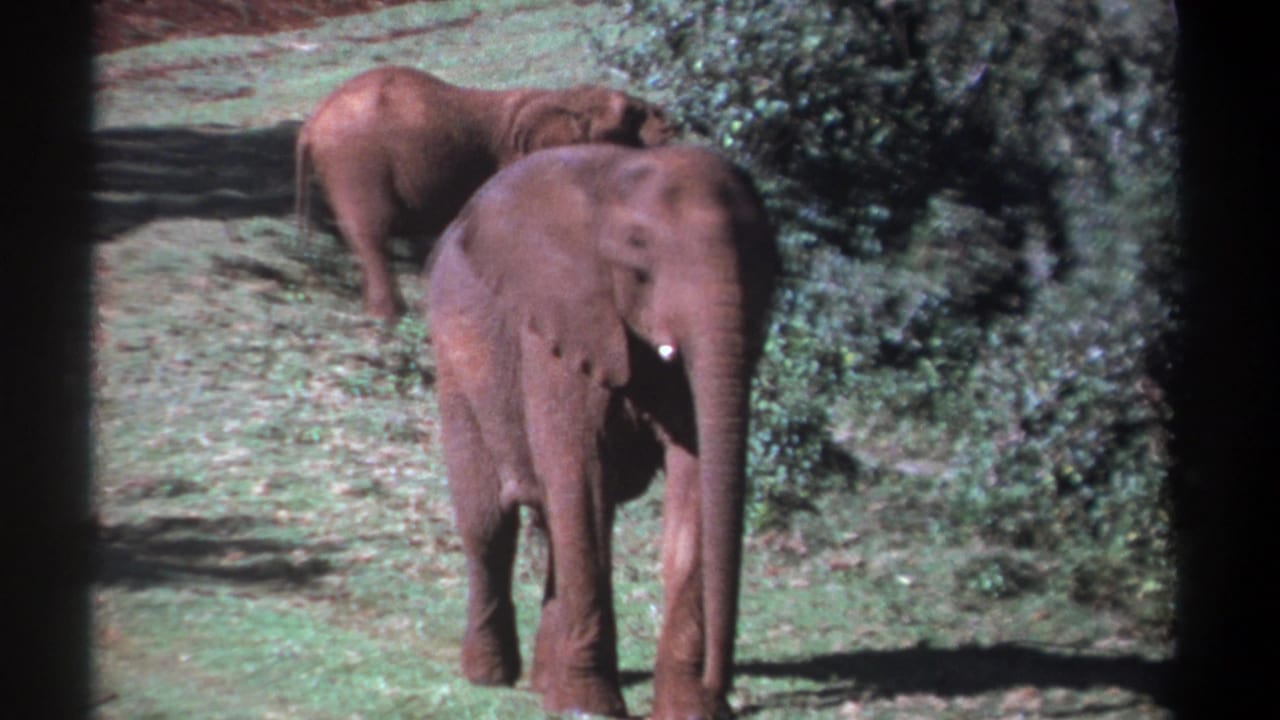 1969 Kenya 8mm frame showing two African elephants in a grassy clearing, one facing the camera and another partly behind it.