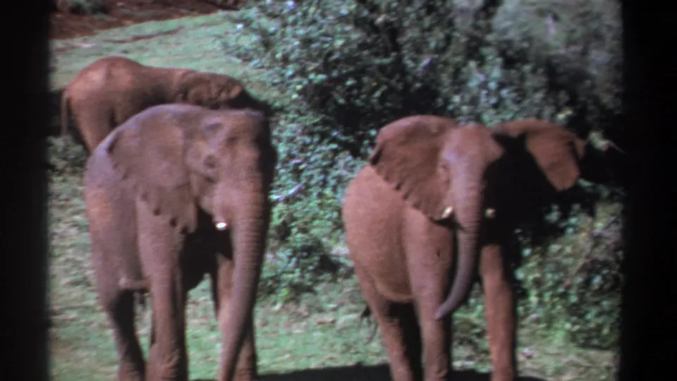 1969 Kenya 8mm frame with three African elephants in a clearing, including a front-facing elephant and another moving in from the right.