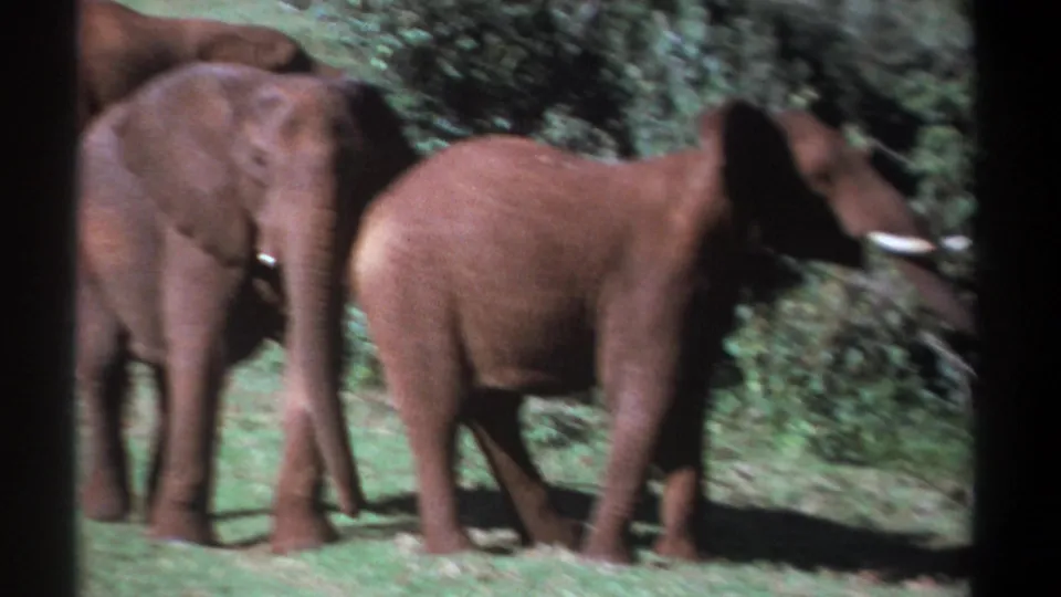 1969 Kenya 8mm frame showing elephants in motion, including a closer blurred elephant crossing in front of a standing elephant.