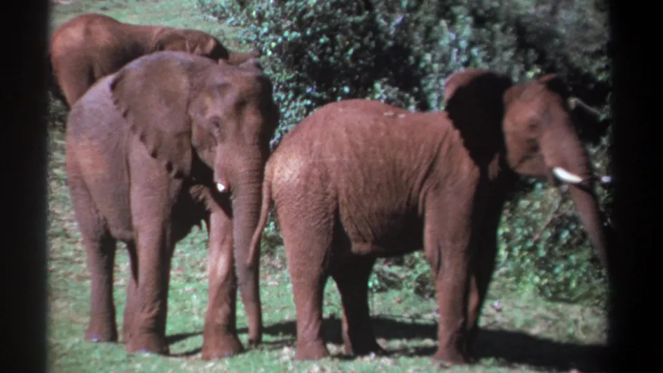 1969 Kenya 8mm frame showing three African elephants grouped in a grassy clearing with dense shrubs behind them.