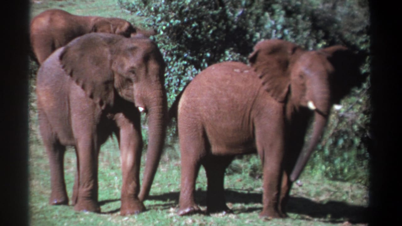 Three elephants standing in a sunny green field with shrubs behind them.