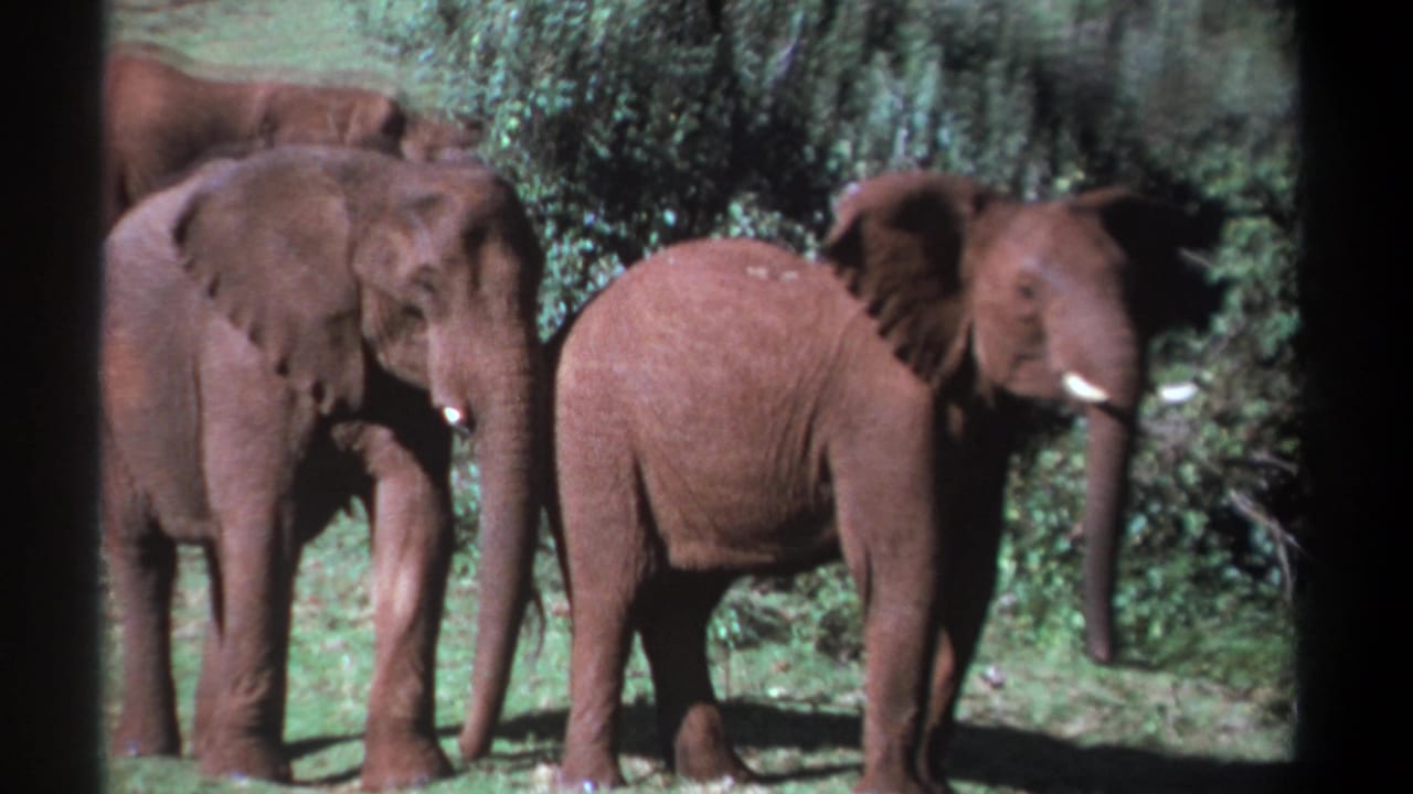 Three elephants in a grassy clearing, with one elephant turned toward the right.