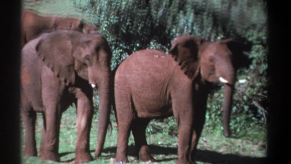 1969 Kenya 8mm frame with three elephants in a sunlit clearing, one facing right while the others remain closer together.