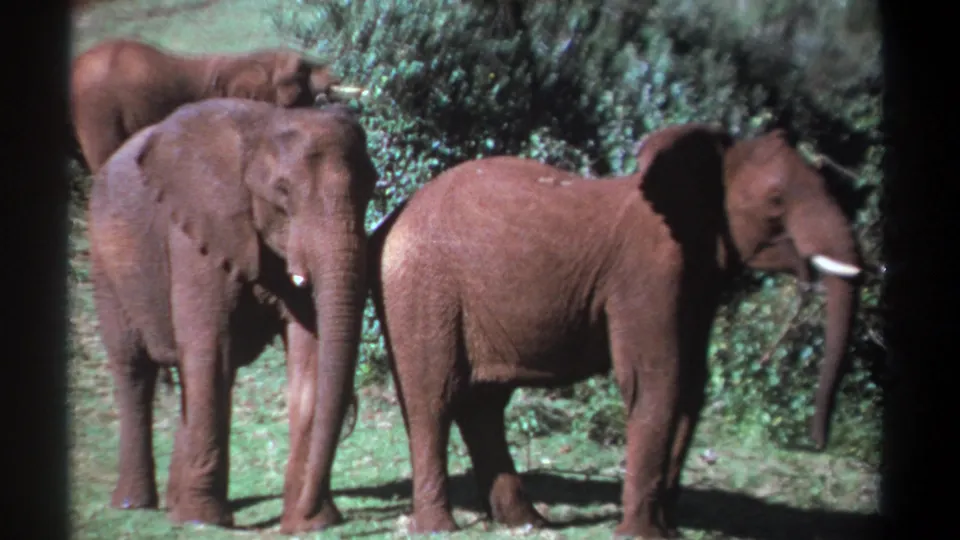 1969 Kenya 8mm frame showing three elephants standing in a bright field, with foliage behind and soft vintage film color.