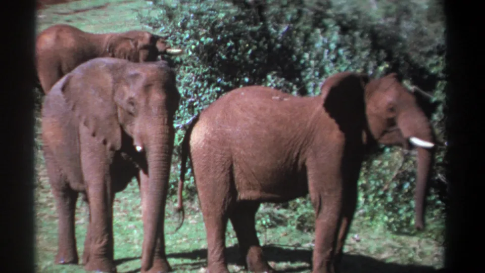 1969 Kenya 8mm frame of three elephants in a sunlit green area, the rightmost animal angled away near dense shrubs.