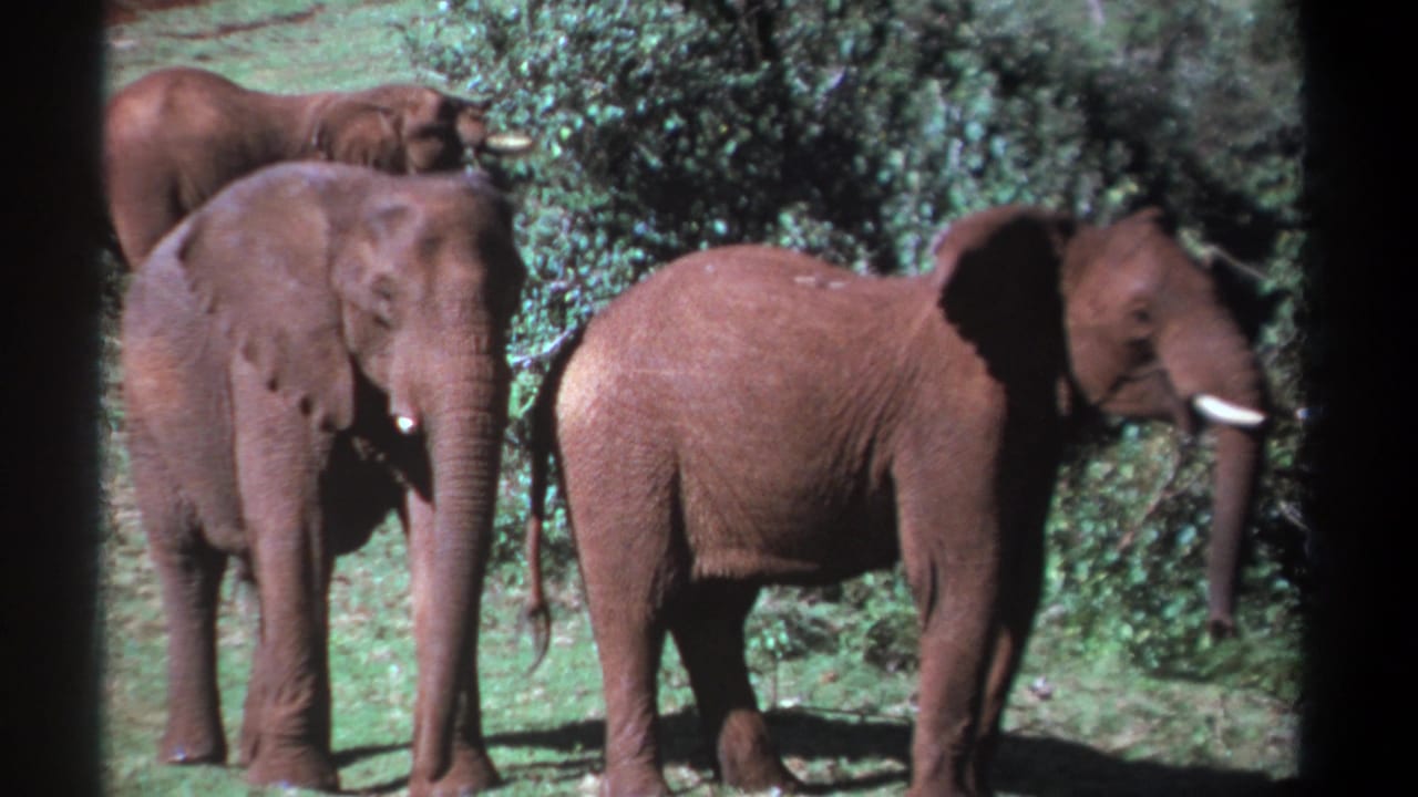 Three elephants stand in a green clearing, with one partly hidden behind another.