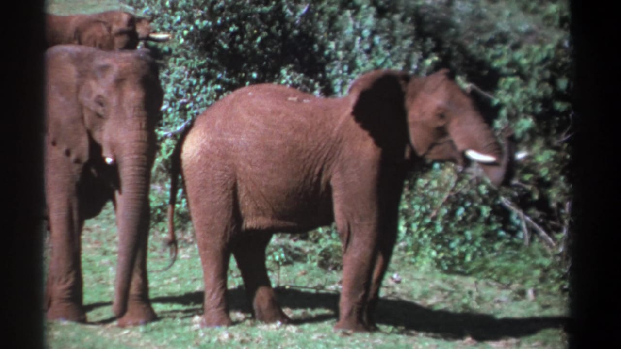 Two elephants are prominent while a third is partly visible behind them near trees.
