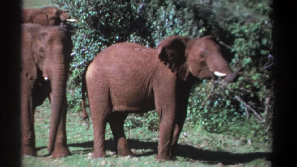 In this Kenya 8mm frame, a front-facing elephant stands near a side-on elephant lifting its trunk toward brush.