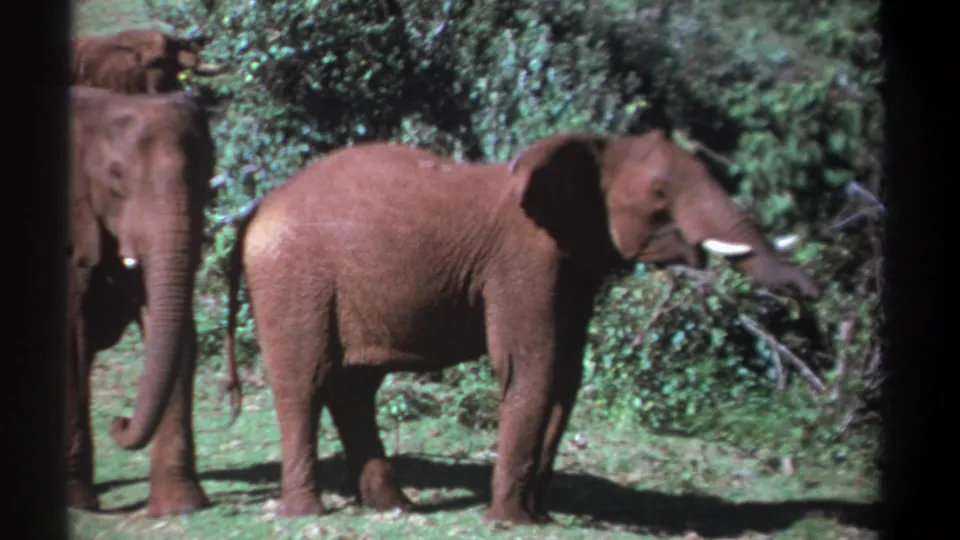 A dusty elephant in Kenya extends its trunk toward leafy brush, with another elephant partly visible behind in the clearing.
