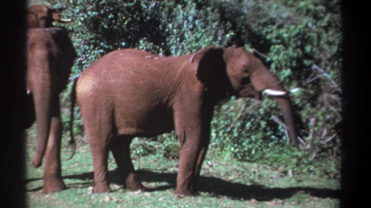 Three elephants stand in a green clearing, with the central elephant in side profile.