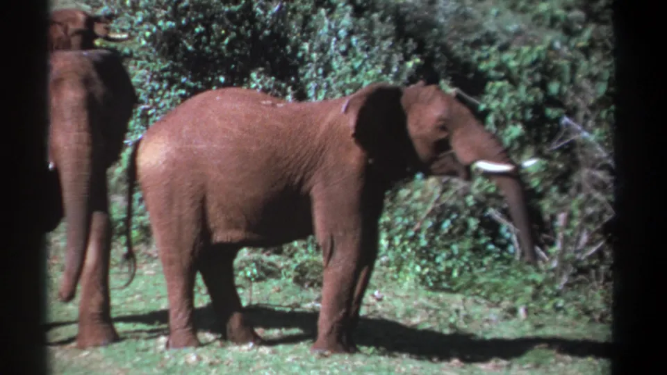 1969 Kenya 8mm frame showing three African elephants in bushland, the central elephant standing side-on in dappled light.