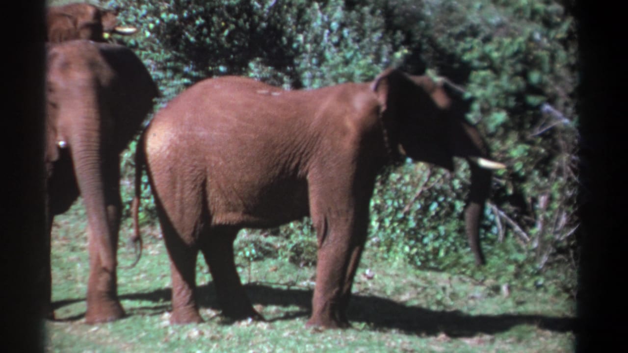 An elephant stands side-on while another elephant is partly visible behind it.
