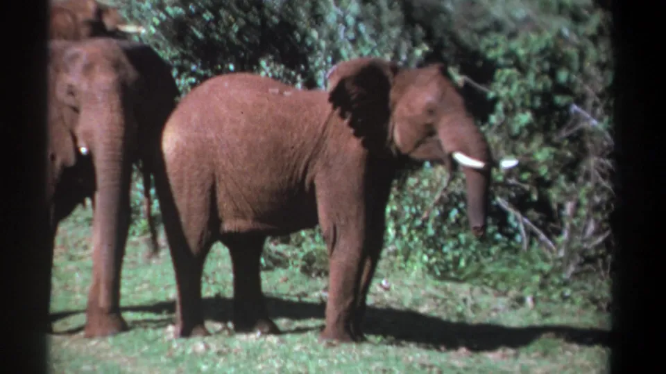 1969 Kenya 8mm frame showing the central elephant turning toward the camera, with two other elephants partly visible nearby.