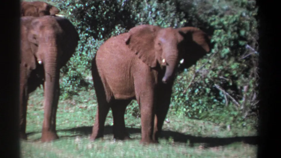 1969 Kenya 8mm frame of an African elephant facing the camera with ears spread, with two elephants partly visible behind it.
