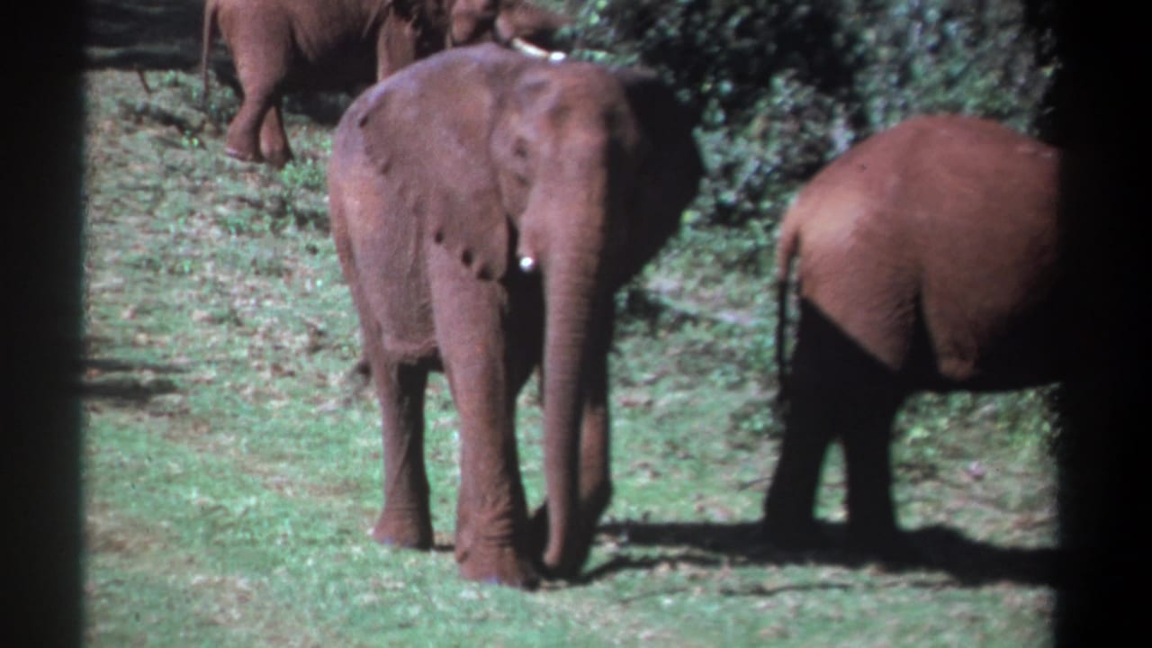 Young elephant walking in a grassy clearing with other elephants partly visible behind it.