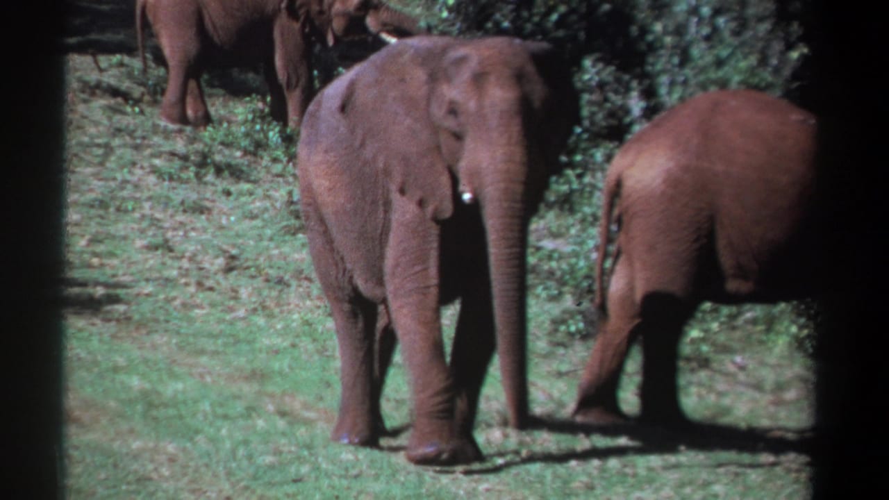 Young elephant facing forward as another elephant walks past at the edge of the frame.