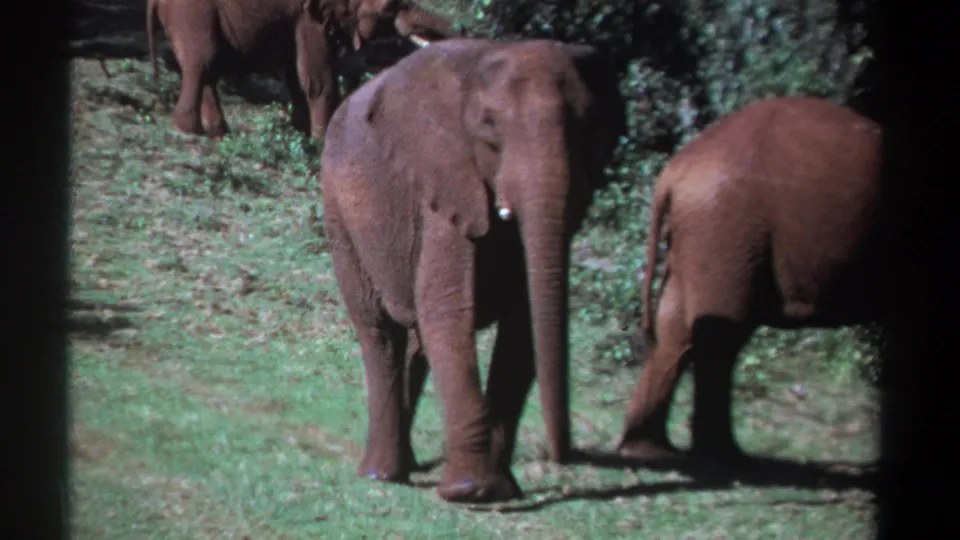 1969 Kenya 8mm frame with a young elephant facing the camera and another elephant crossing through sunlit bush.