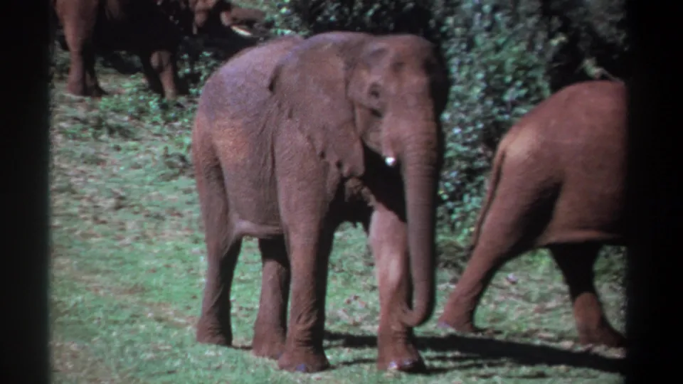1969 Kenya 8mm frame showing a young elephant beside another elephant, with dense green bush behind them.